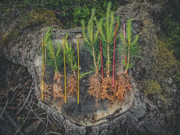 arGrow® biostimulant – okaspuuväetise alternatiiv