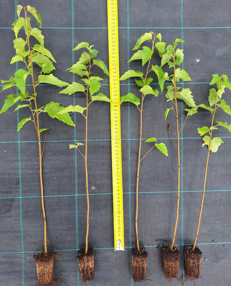 20240831 090429 orig